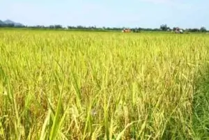 Ngủ mơ thấy lúa đánh con gì? Và điềm báo về giấc mơ đó?