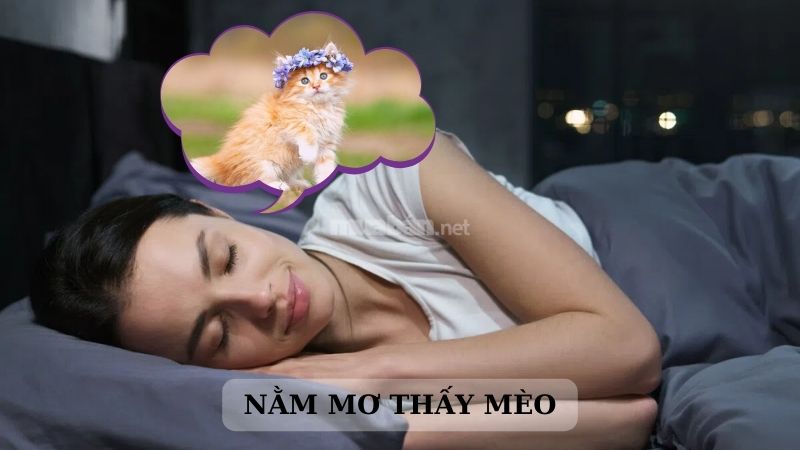 Giải mã: Điềm báo hung hay cát khi nằm mơ thấy mèo?